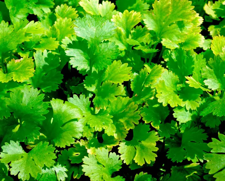 Coriander