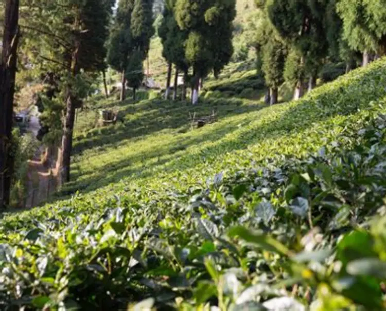 Tea Coffee - Darjeeling