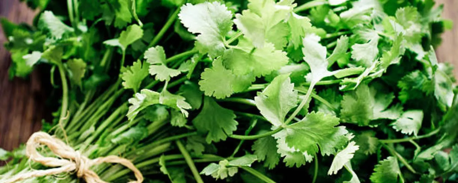 Coriander