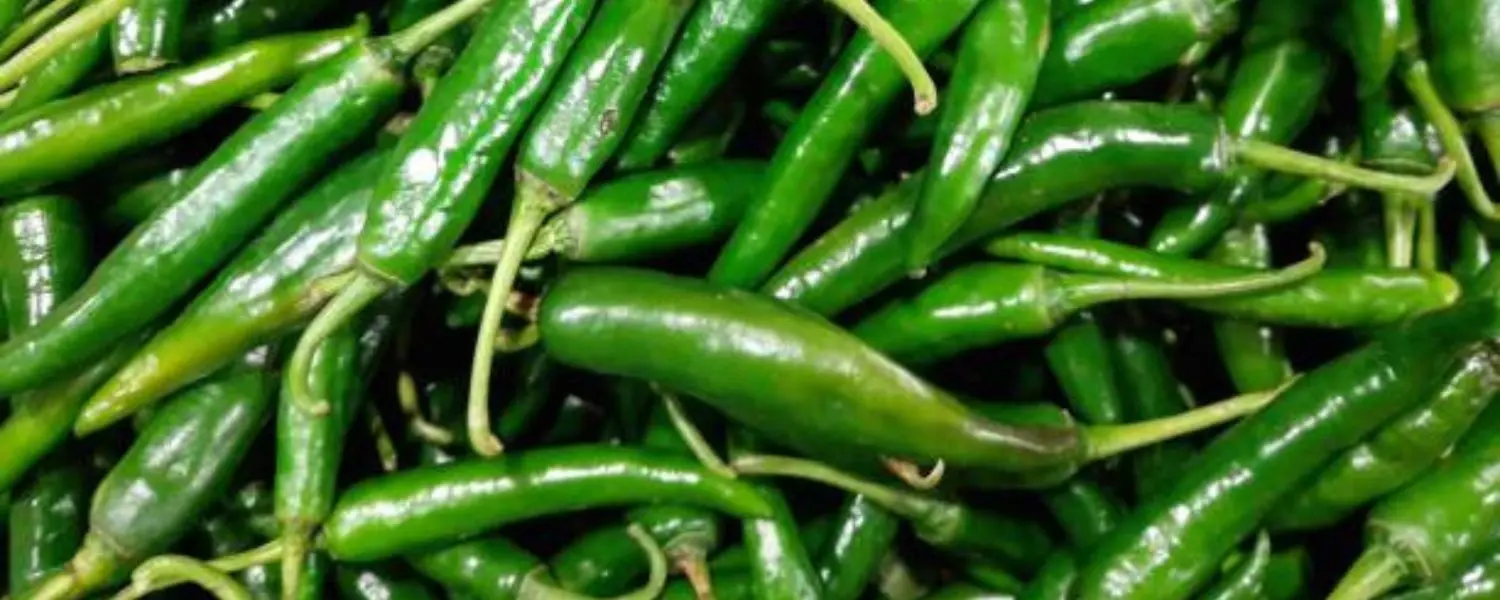 G4 green chillies