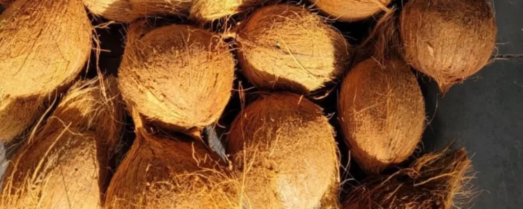 brown coconuts