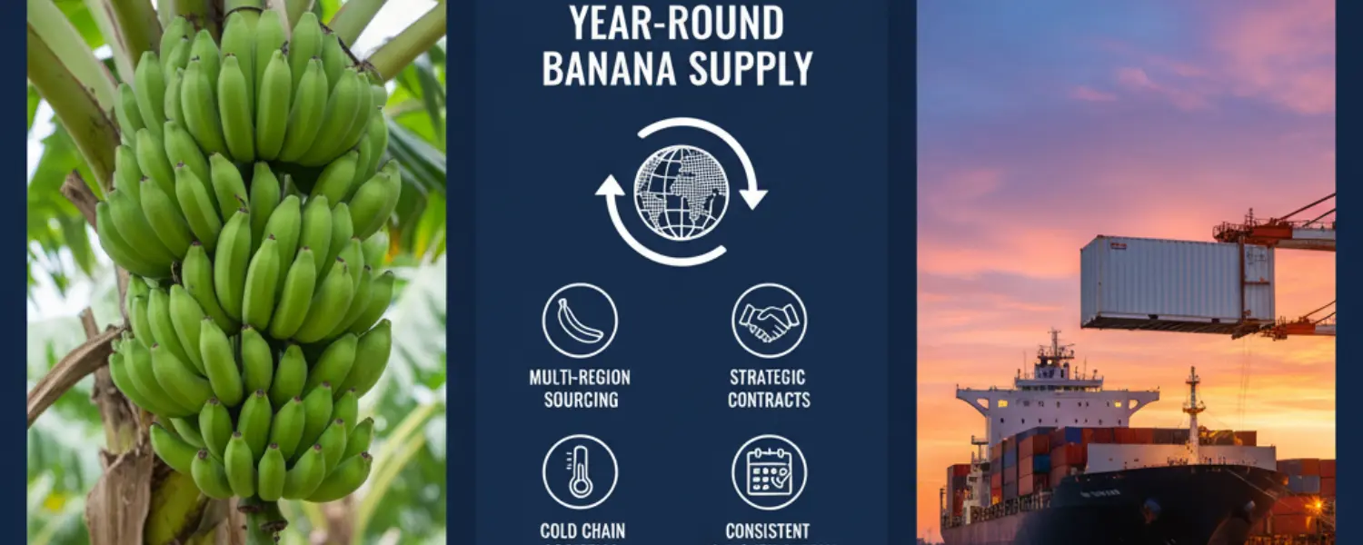 Export Quality Cavendish Banana