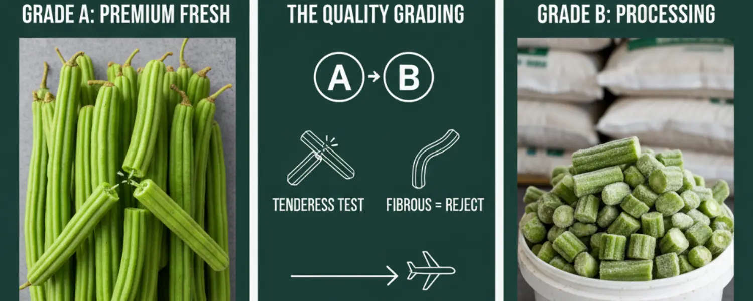 drumsticks vegetable exporter