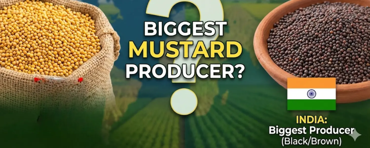 Biggest Producer of Mustard