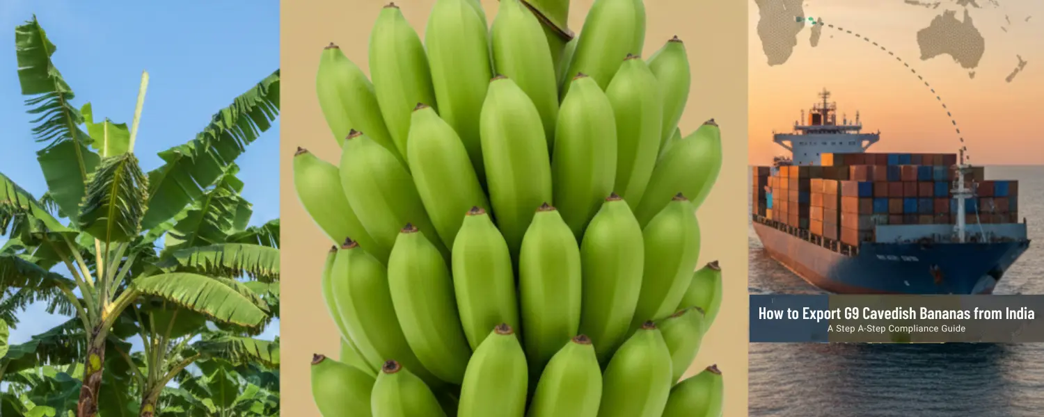 import g9 cavendish bananas from india