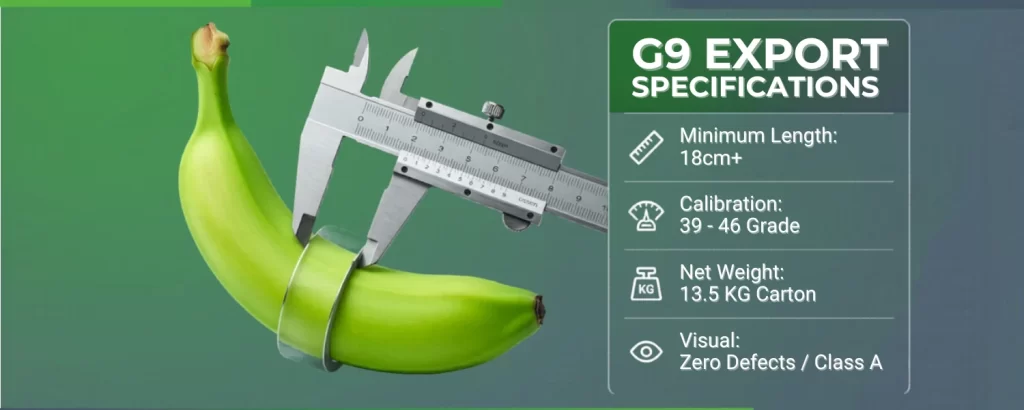 cavendish banana export specifications