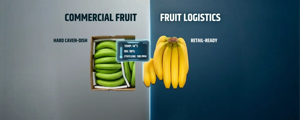 commercial banana ripening process