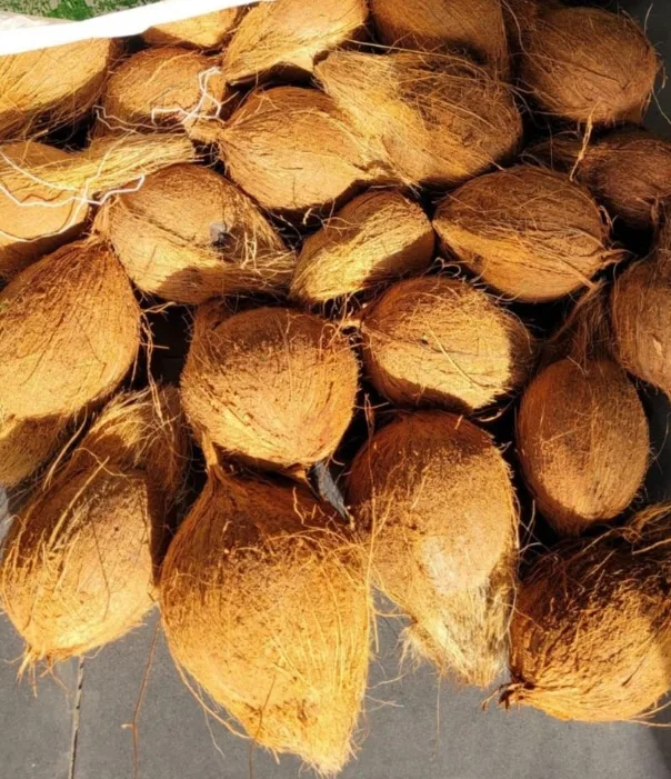 indian Semi Husked Coconut